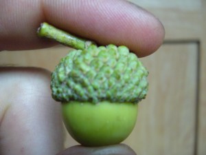 noix,glands chne blanc(quercus alba)